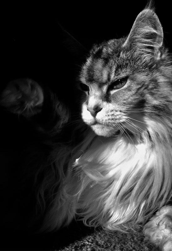 Black and white photograph of a cat, taken by a photography student at Kelvinside Academy